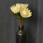 Arctic Ice King Protea
