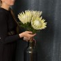 Arctic Ice King Protea