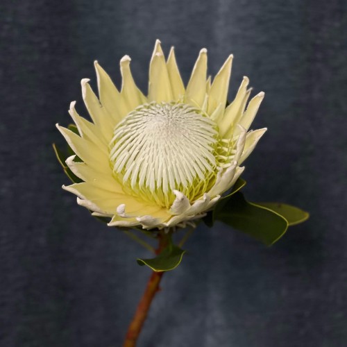 Arctic Ice King Protea