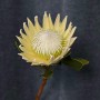 Arctic Ice King Protea