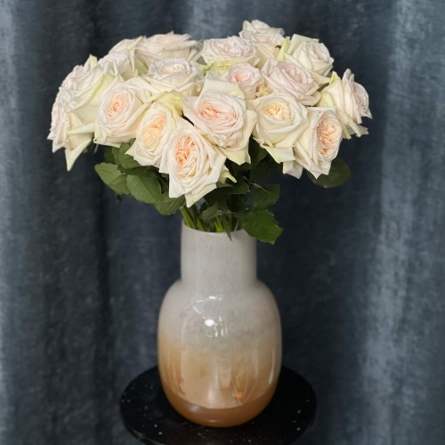 White O'Hara fragrant peony rose