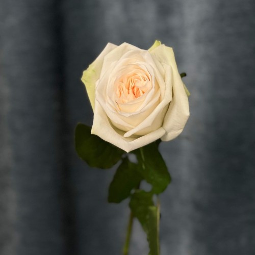 White O'Hara fragrant peony rose