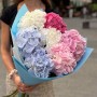 Mix of seven hydrangeas «Marshmallow Dream»