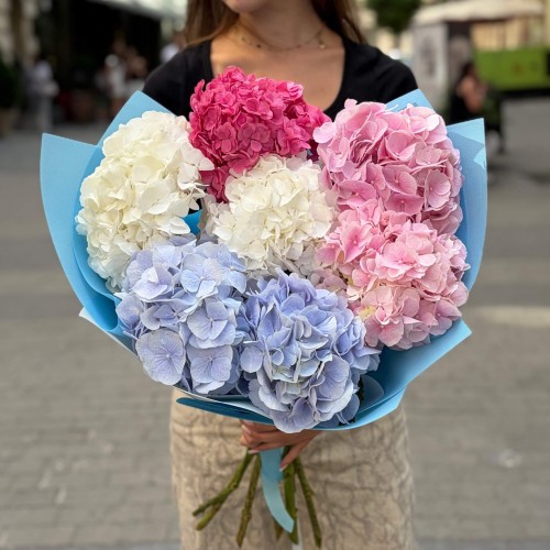 Mix of seven hydrangeas «Marshmallow Dream»