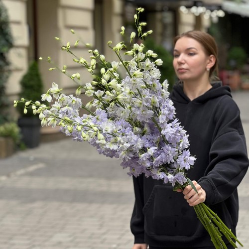 Дельфініум Dewi Impressive