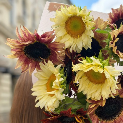 Mix of 11 Sunflowers in the Bouquet «Chocolate Summer»