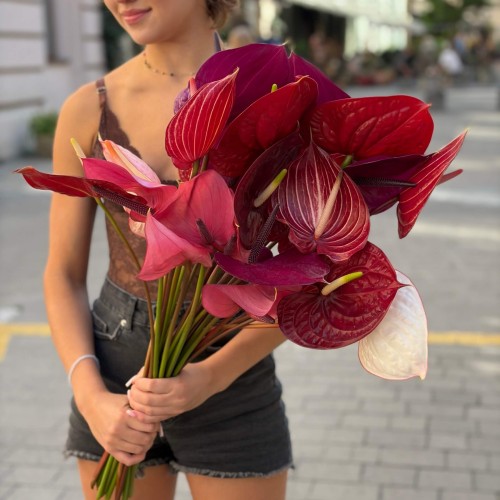 Mix of Anthuriums