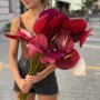 Mix of Anthuriums