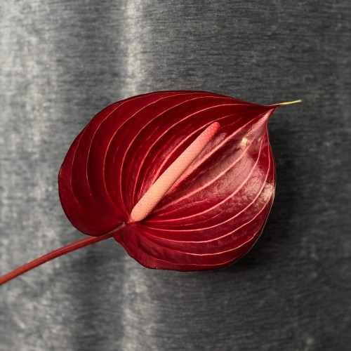 Mix of Anthuriums