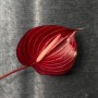 Mix of Anthuriums