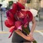 Mix of Anthuriums