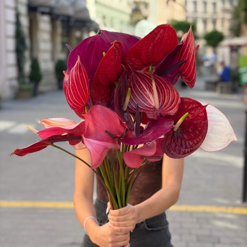 Mix of Anthuriums