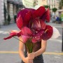 Mix of Anthuriums