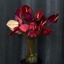 Mix of Anthuriums