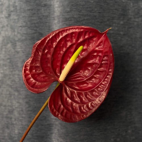 Mix of Anthuriums