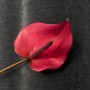 Mix of Anthuriums