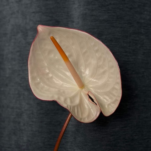 Mix of Anthuriums