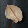 Mix of Anthuriums