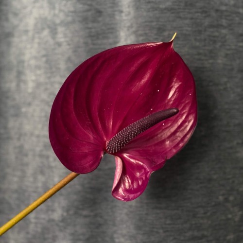 Mix of Anthuriums