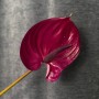 Mix of Anthuriums