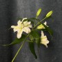 Лилия Bowl of Beauty