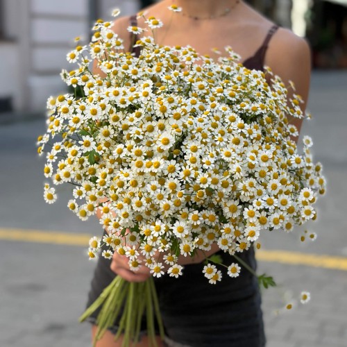 Single Vegmo Tanacetum