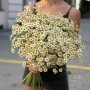 Single Vegmo Tanacetum