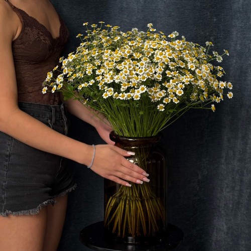 Single Vegmo Tanacetum