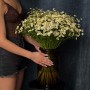 Single Vegmo Tanacetum
