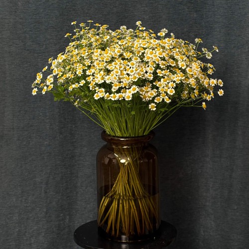 Single Vegmo Tanacetum
