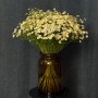 Single Vegmo Tanacetum