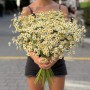 Single Vegmo Tanacetum