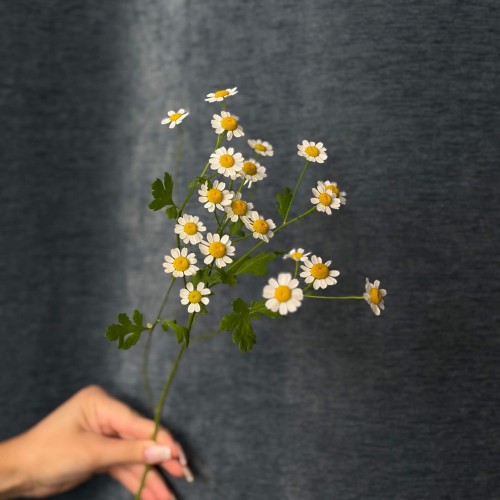 Single Vegmo Tanacetum
