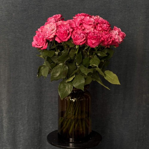 Country Blues Peony Rose
