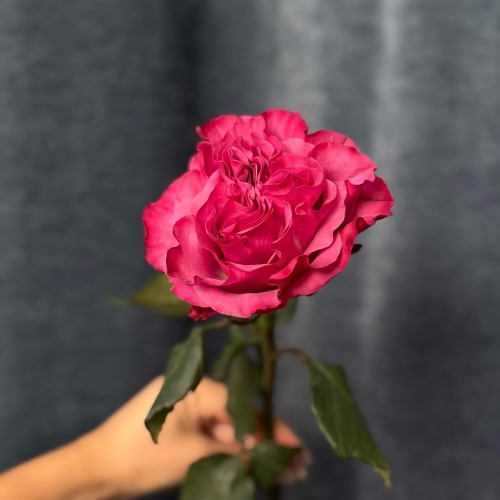 Country Blues Peony Rose
