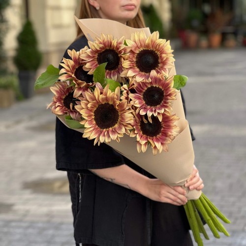 Bouquet of 11 ProCut Plum sunflowers «Solar Eclipse»