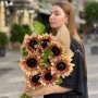 Bouquet of 11 ProCut Plum sunflowers «Solar Eclipse»