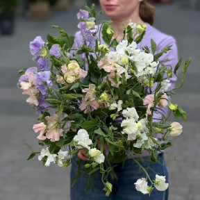 Fragrant Lathyrus in Assortment