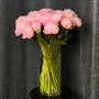 Pillow Talk Peony