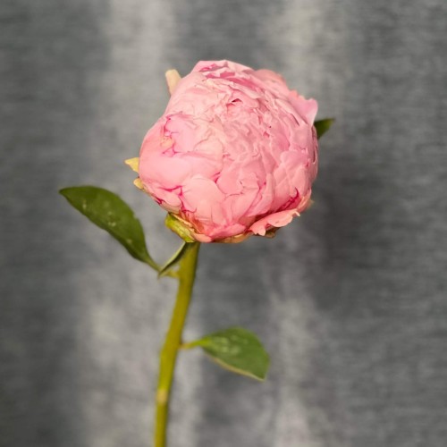 Pillow Talk Peony