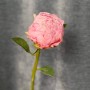 Pillow Talk Peony