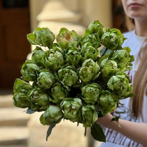 Троянда Veggie