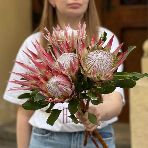 Протея Cynaroides