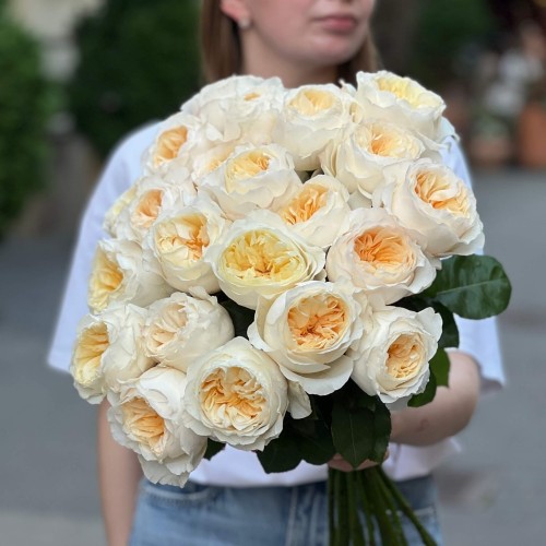 Півонієвидна троянда Vicky Gardens