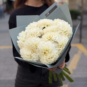 Bouquet of 13 White Perfection Dahlias «Radiant Ideal»