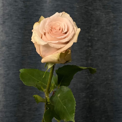 Quicksand Rose