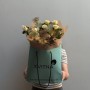 Delicate Bouquet with Summerrose Spray Peony Roses «Morning Glow»