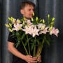 Махрова лілія Amistad