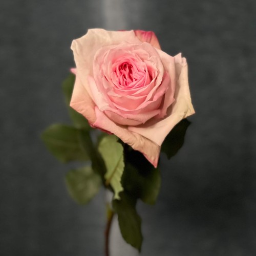Роза пионовидная Pink O'Hara