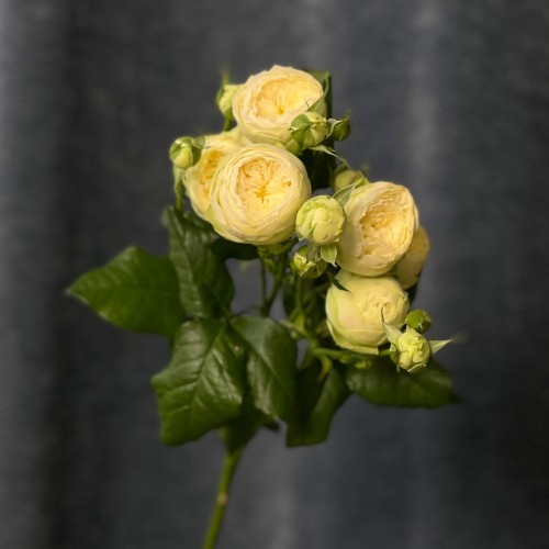 Ayala Spray Peony Rose